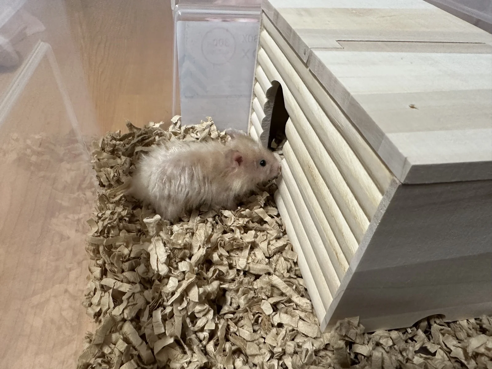 Photo of Pâté the hamster