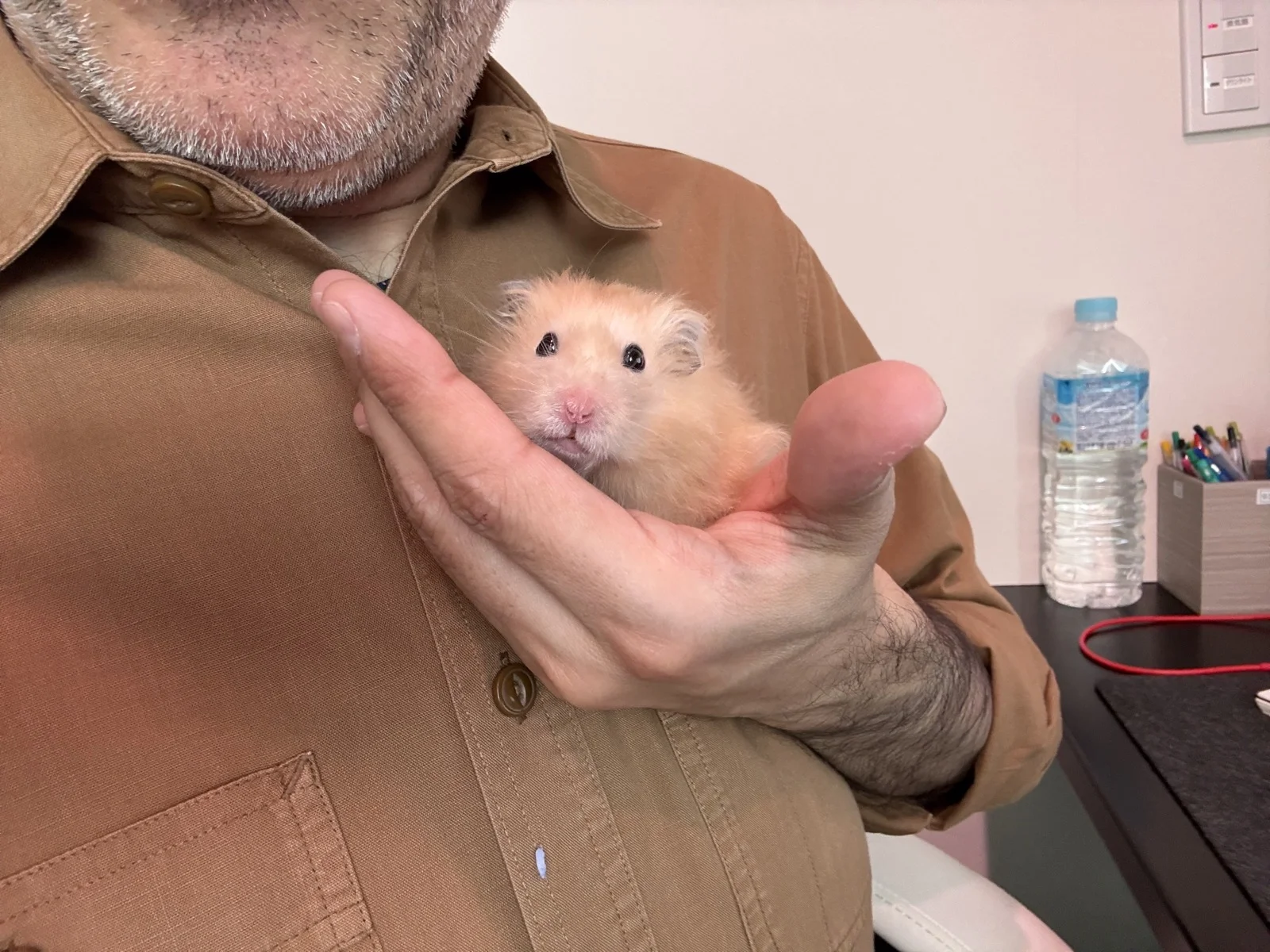 Photo of Pâté the hamster