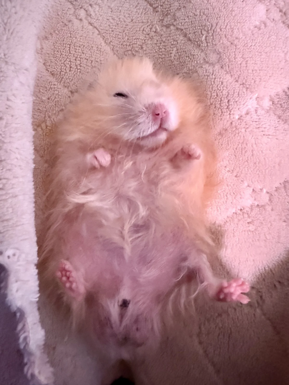 Photo of Pâté the hamster