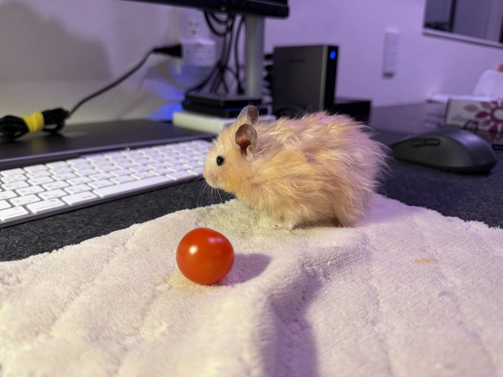 Photo of Pâté the hamster