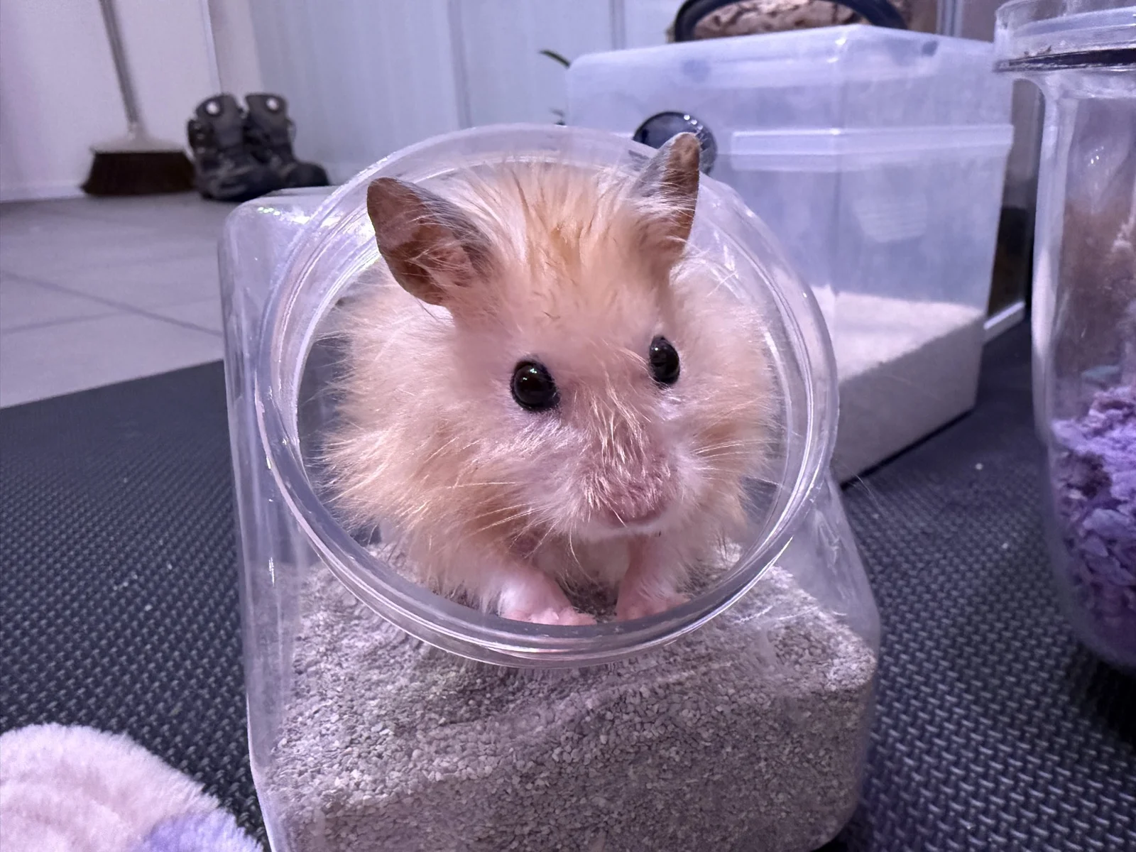 Photo of Pâté the hamster