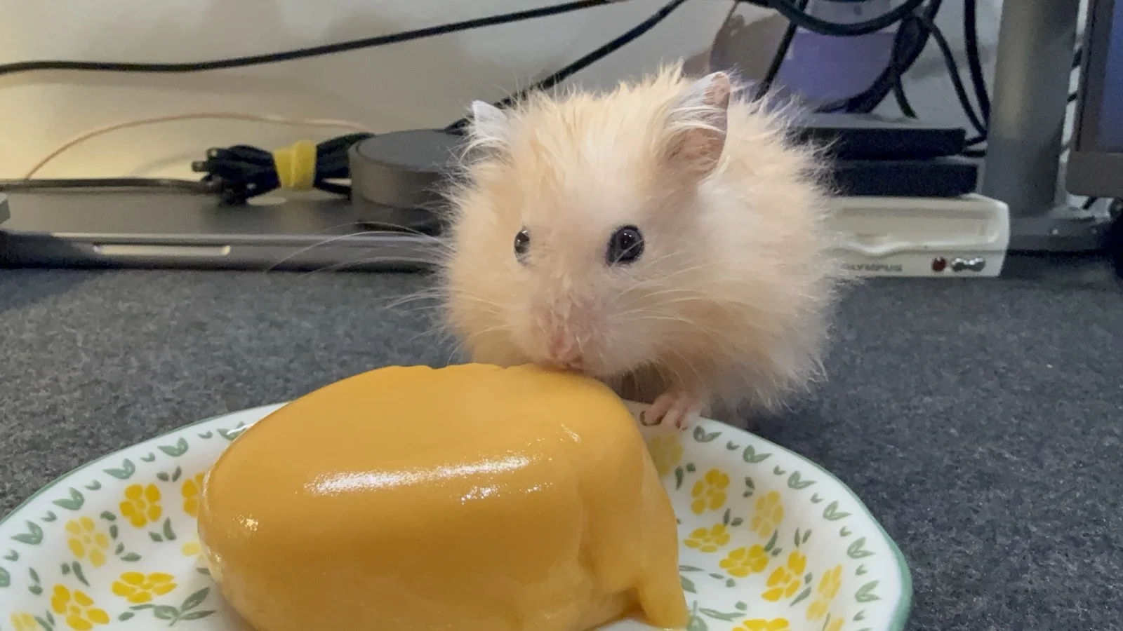 Photo of Pâté the hamster