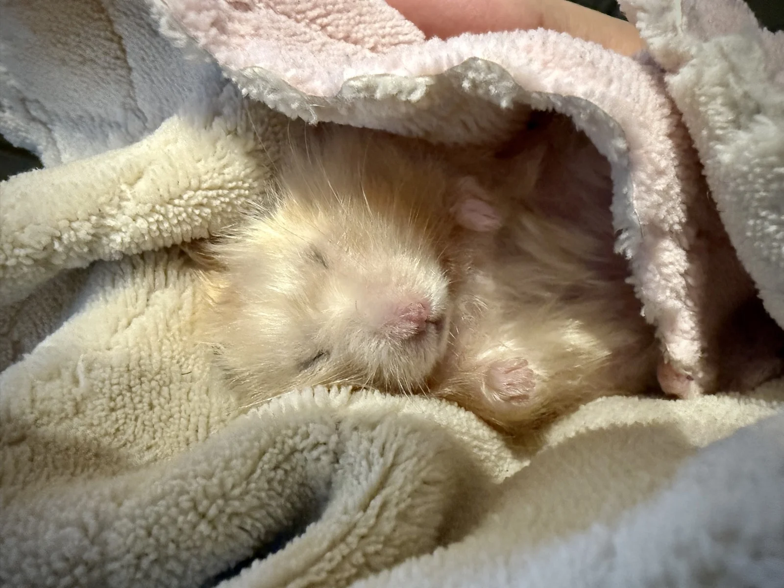 Photo of Pâté the hamster