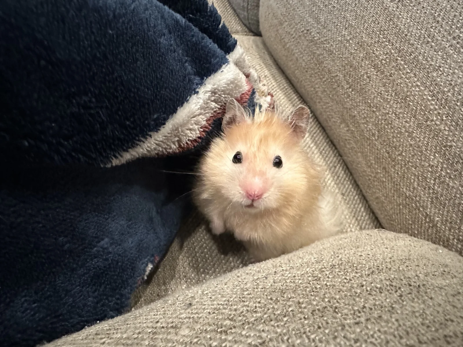 Photo of Pâté the hamster