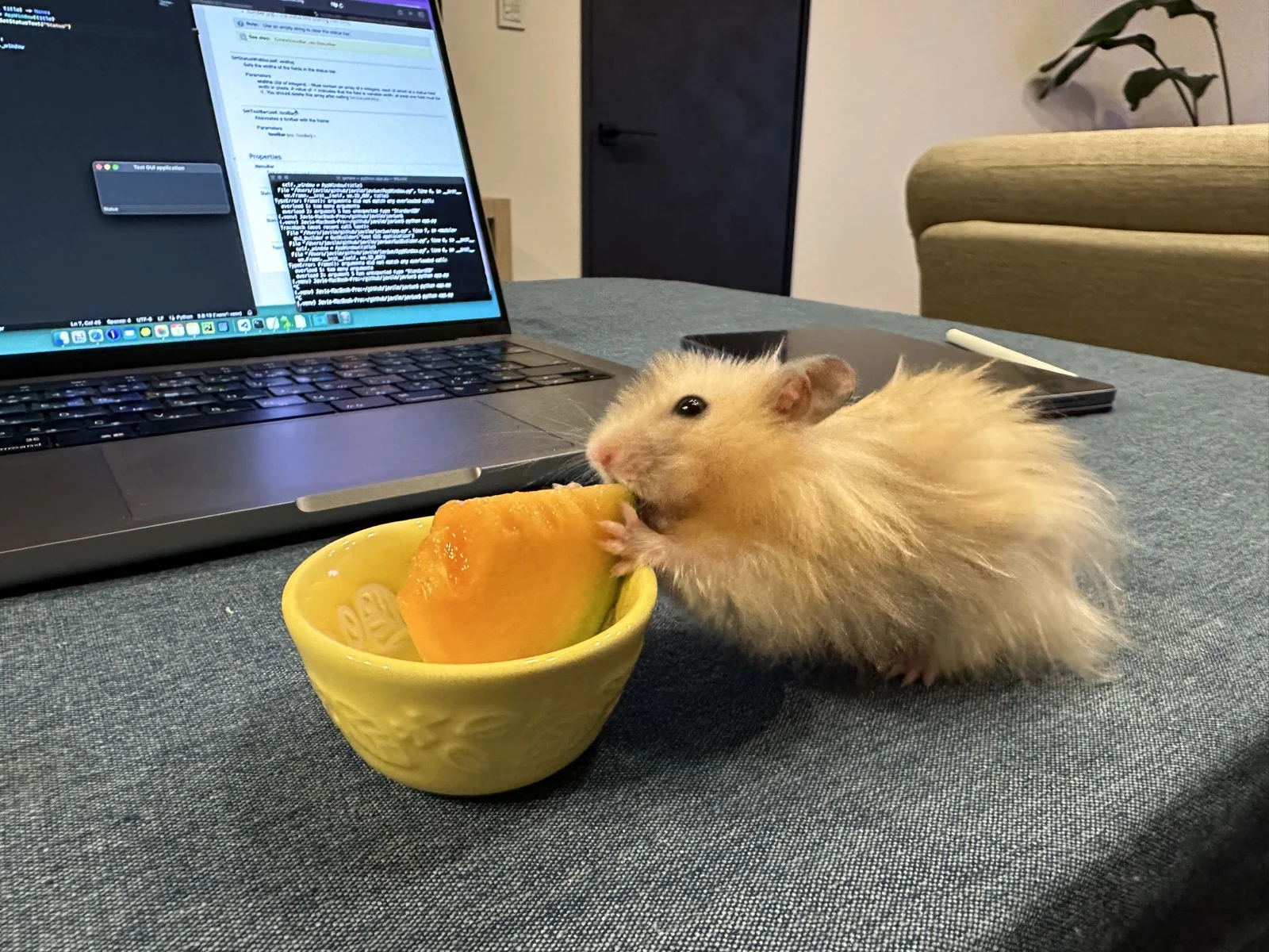 Photo of Pâté the hamster
