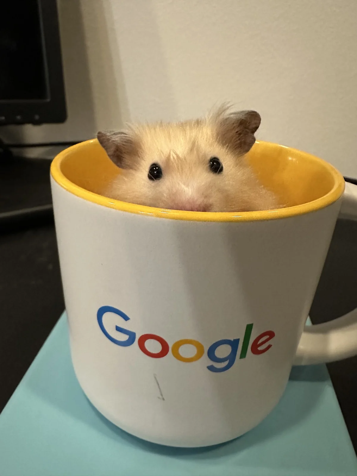 Photo of Pâté the hamster
