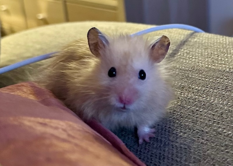 Pâté the hamster