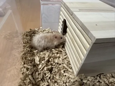 Photo of Pâté the hamster