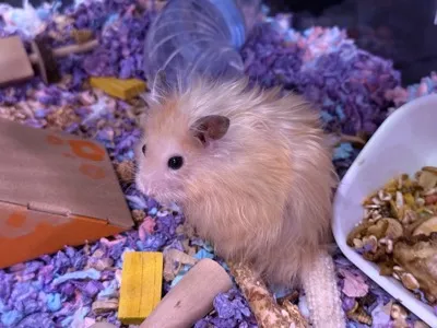 Photo of Pâté the hamster