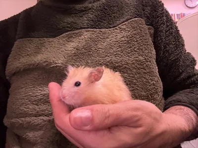 Photo of Pâté the hamster