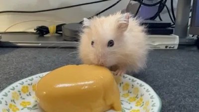 Photo of Pâté the hamster