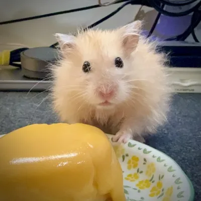 Photo of Pâté the hamster