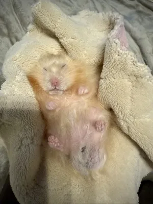 Photo of Pâté the hamster