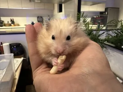 Photo of Pâté the hamster